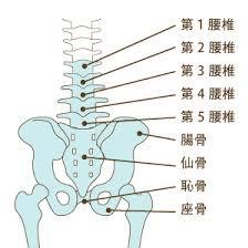 背骨と骨盤の動き